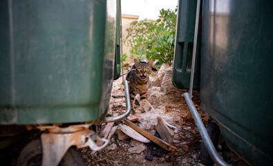 Homeless cat is looking for food in the trash.
