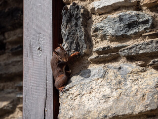 Brown squirrel on a wooden beam