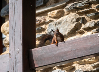 Brown squirrel on a wooden beam