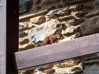 Brown squirrel on a wooden beam