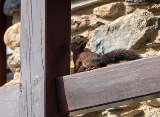 Brown squirrel on a wooden beam