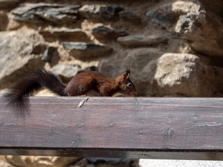 Brown squirrel on a wooden beam