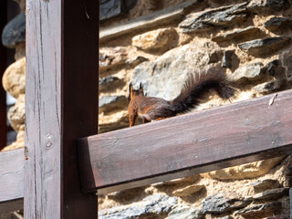 Brown squirrel on a wooden beam