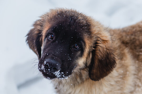 One small Leonberger puppy walks in the snow in winter.