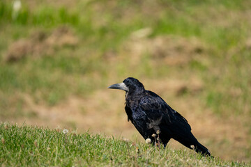 rook bird sits on the ground and looks forward