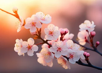 Poster Cherry blossom sakura background © Евгений Кобзев