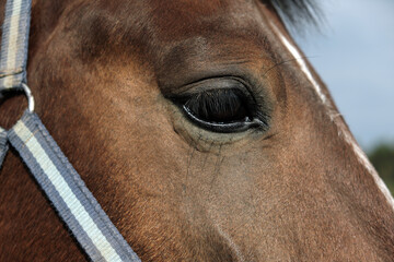 Big eye of a brown horse with long eyelashes,