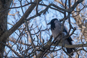 Hooded Crow (Corvus cornix) on the bare branches of a walnut tree on a cold, winter day