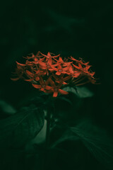 flame of the woods wallpaper