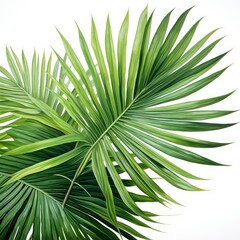 Serene Palm Leaves: A Watercolor Painting with No Ash or Shadow