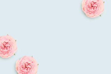 Pink rose flowers scattered on a blue background. Floral creative concept.