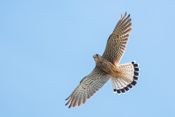 Common Kestrel, Falco tinnunculus, little bird of prey