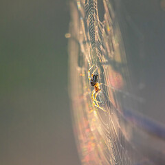 Spider on the rainbow web. Furrow spider. Orbicular Web Spiders. Family Araneidae. Spider side view