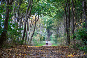 A jogger runs through a forest