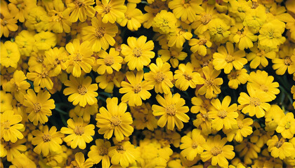 Fundo de flores amarelas. Muitas flores amarelas cobrindo a superfície.