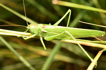 Green grasshopper in full growth.
