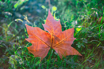 Hoja de arce roja a tras luz con el sol de la tarde en el jardín