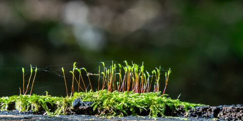kleine Pflanzentriebe auf einem Moosbeet im Wald, Berlin, Deutschland