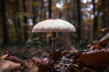 Großer weißer Pilz auf dem Waldboden