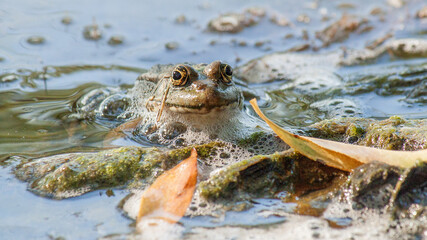 frog in the pond