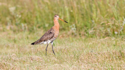 yellow billed stork