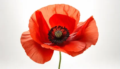 Zelfklevend Fotobehang red poppy flower isolated on white background remembrance day in canada © RichieS
