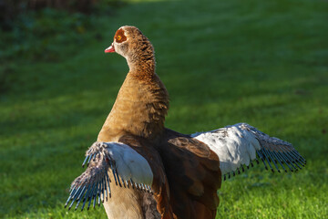 Portrait of an adult male Egyptian goose (Alopochen aegyptiaca) with wings raised during wings molting - 679345205