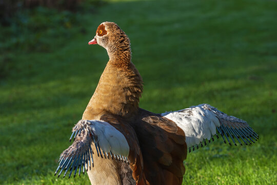 Portrait of an adult male Egyptian goose (Alopochen aegyptiaca) with wings raised during wings molting
