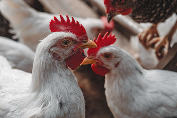 Two young roosters looking at each other in the poultry yard