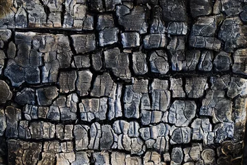 Foto auf Glas Burnt wood texture. Burnt piece of wood in a bonfire. © Grzegorz
