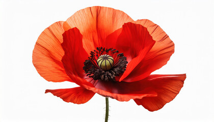 red poppy flower isolated on white background remembrance day in canada - obrazy, fototapety, plakaty