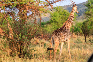 Giraffe in savanna in Serengeti national park in Tanzania. Wild nature of Tanzania, East Africa