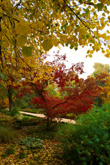 Obraz premium jesień, upadek, listowie, drzewo, park, krajobraz, pora roku, kolor, ogród, pomarańczowy, żółty, natura, piękny, na zewnątrz, kolorowy, tło, naturalny,
