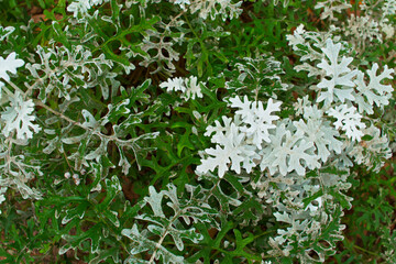 kwiat, flora, roślina, kwiat, natura, ogród, kolor, tło, botanika, kwitnąć, piękno, kwiatowy, naturalny, piękny, zbliżenie, świeży, zielony,