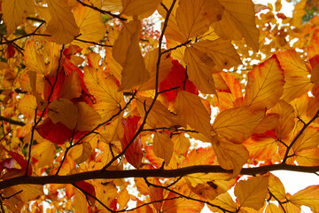 Obrazy na Plexi  jesień, upadek, listowie, drzewo, park, krajobraz, pora roku, kolor, ogród, pomarańczowy, żółty, natura, piękny, na zewnątrz, kolorowy, tło, naturalny,