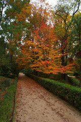 aleja, jesień, jesień, park, natura, drzewo, krajobraz, pora roku, outdoor, piękny, tło,...