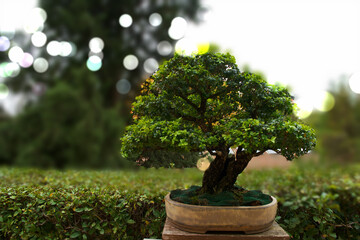 Obraz premium bonsai, drzewo, roślina, dekoracja, projekt, ogród, naturalny, natura, tło, piękny, sztuka, piękno, zielony,
