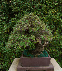 bonsai, drzewo, roślina, dekoracja, projekt, ogród, naturalny, natura, tło, piękny, sztuka,...