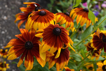 Beautiful yellow-red large rudbeckia flowers on a green bush in the garden in summer. Large American Asteraceae flowers.