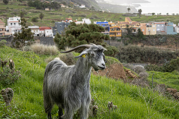 Cabra gris vigilante