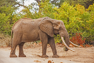 African Elephant (Loxodonta africana) 3468