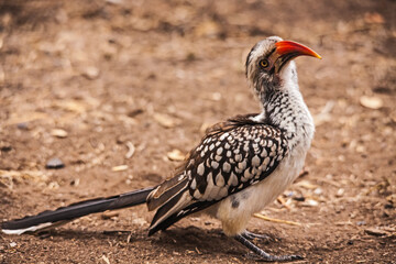 Red-billed Hornbill (Tockus erythrorhynchus) 3509