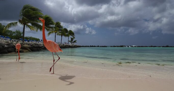 Cinematic shot of pink flamingos walking on beach