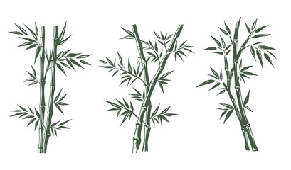 Naklejka premium Bamboo hand drawn illustrations