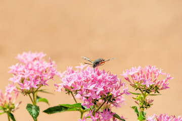 A hummingbird hawk-moth on a Egyptian starcluster in the ornamental garden of the Achilleion on the island of Corfu