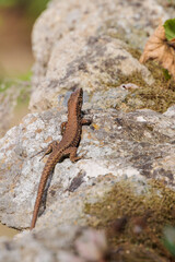 Lizard on the bark of a palm tree in Achileion on the island of Corfu