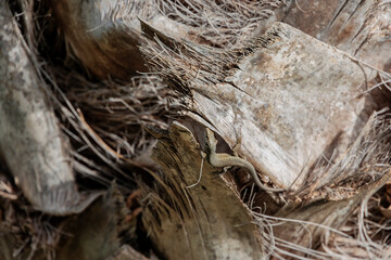 Lizard on the bark of a palm tree in Achileion on the island of Corfu