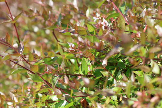 Branches, leaves and flowers of Linnaea grandiflora or Abelia  grandiflora. Close up of Chinese abelia  flowers in bloom.
