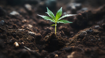 Junger Cannabis-Keimling bricht durch die Erde - KI generiert