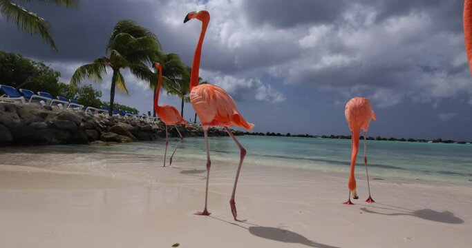 Beautiful flamingos walking on beach in Aruba